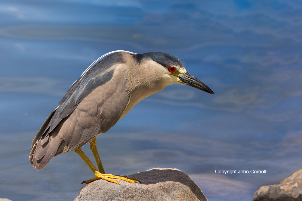 Black-crowned Night Heron;Heron;Nycticorax nycticorax;One;avifauna;bird;birds;color image;color photograph;feather;feathered;feathers;natural;nature;outdoor;outdoors;wild;wilderness;wildlife